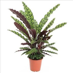 Rattlesnake Houseplant - Calathea lancifolia Insignis - Live 'STARTER' Plant