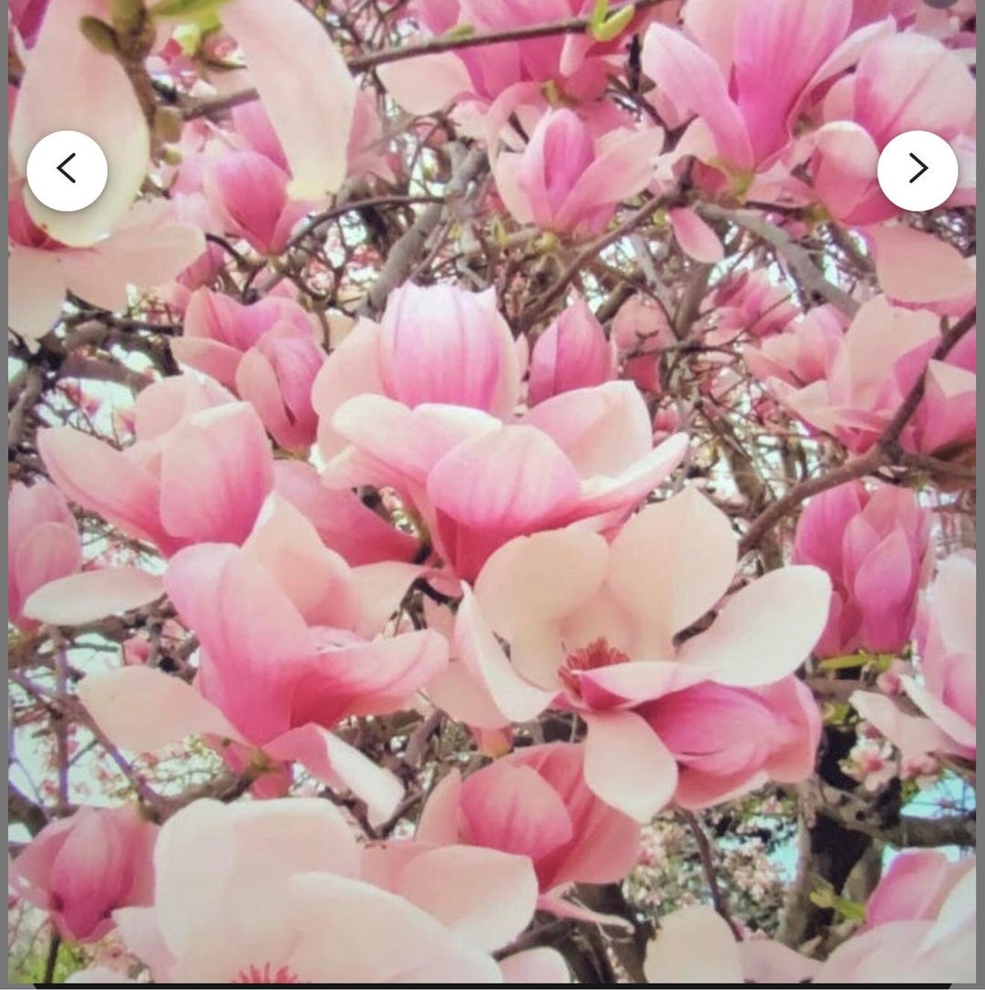 Chinese Saucer~magnolia Hybrid Tree~fragrant Blooms! 20-28 Inches
