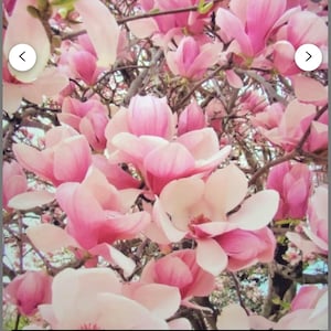 Chinese Saucer~Magnolia Hybrid Tree~Fragrant Blooms! 20-28 Inches Tall~Large 1 Gallon Pot