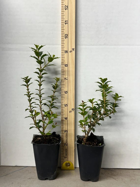 Party Princess 'kaori Hime' Fragrant Tea Sweet Olive Osmanthus