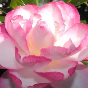 LESLIE ANN**Unique Bloom**Camellia Japonica-Live Well Rooted Starter Plant~~Beautiful Pink & White Blooms!