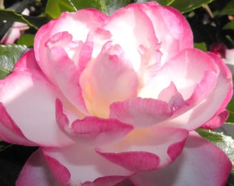 LESLIE ANN**Unique Bloom**Camellia Japonica-Live Well Rooted Starter Plant~~Beautiful Pink & White Blooms!