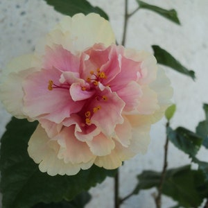 Pride of Hankins White Well Rooted Hardy Hibiscus Starter Planttriple