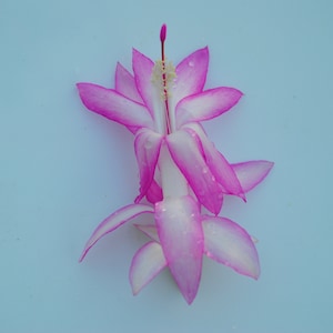 Madame Butterfly~Christmas Cactus Well Rooted Starter Plant~Schlumbergera Truncata~AKA Thanksgiving Cactus,Zygo Cactus,Holiday Cactus, etc