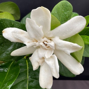 DOUBLE Tahitian Gardenia Taitensis Jasminoides PlantIntensely Fragrant FlowerLarge Shiny Green Leaves with Unique Star Double Blooms image 5