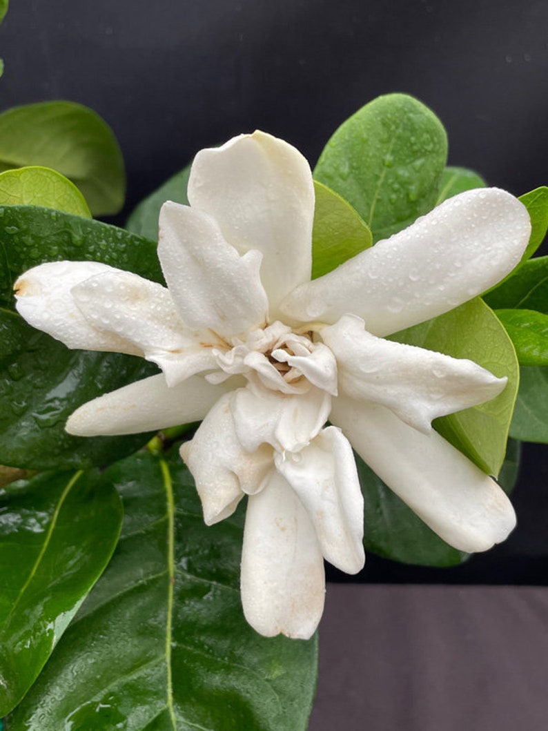 DOUBLE Tahitian Gardenia Taitensis Jasminoides PlantIntensely Fragrant FlowerLarge Shiny Green Leaves with Unique Star Double Blooms image 5