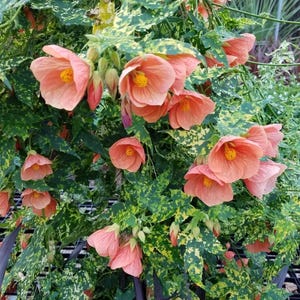 Thompsonii Variegated Peach Abutilon Pictum Flowering Maple SMALL ROOTED STARTER Plant~Unique Profuse Bloomer!