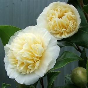 JURY&#39;S YELLOW**Unique Bloom**Camellia Japonica-Live Starter Plant