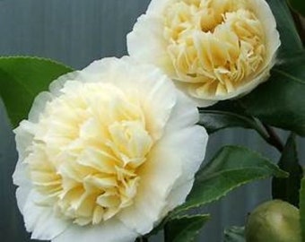JURY'S YELLOW**Unique Bloom**Camellia Japonica-Live Starter Plant