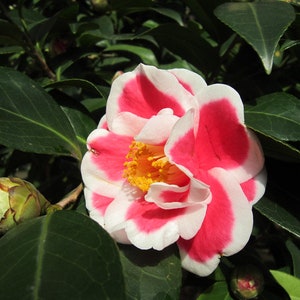 TAMA NO URA**Unique Blooms**Camellia Japonica-Live Starter Plant