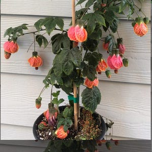 Tiger Eye Abutilon Flowering Maple SMALL ROOTED STARTER Plant~Unique Profuse Bloomer!