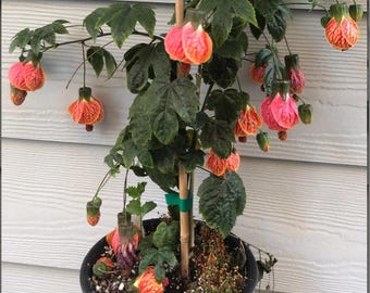 Könnte beinhalten: Eine Topfpflanze mit leuchtend orangefarbenen und rosa glockenförmigen Blüten. Die Pflanze hat große grüne Blätter und wird von einem Bambusstab gestützt. Der Topf ist schwarz, und der Hintergrund ist eine weiße Verkleidung.