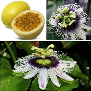 SWEET SUNRISE Passion Fruit~Live Starter Plant ~Passiflora edulis~ Self Fertile
