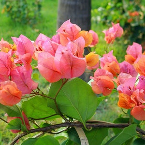 May include: Pink and orange bougainvillea flowers blooming on a vine. The flowers are in various stages of bloom, with some fully open and others still in bud.