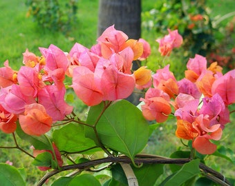 Afterglow Bougainvillea Small Well Rooted Starter Plant**Live Bougainvillea starter/plug plant*usa seller