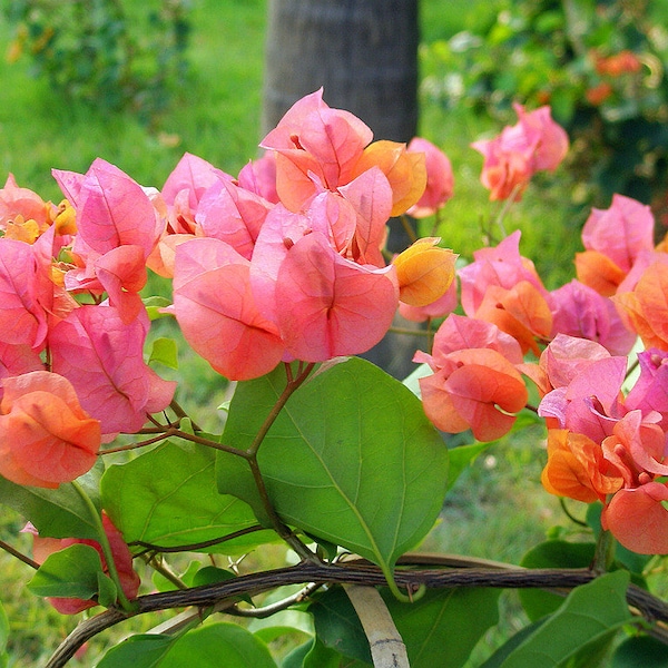 Afterglow Bougainvillea Small Well Rooted Starter Plant**Live Bougainvillea starter/plug plant*usa seller