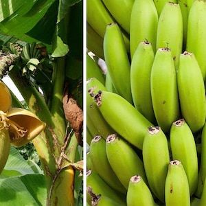 BASJOO Banana Tree~~Cold Hardy Musa Live Banana Tree-Small Rooted STARTER Plant