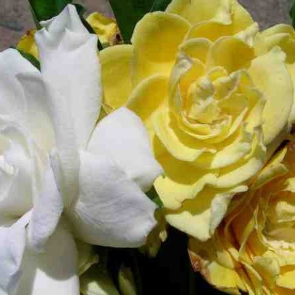 Golden Magic~~Gardenia Jasminoides Live Well Rooted Plant~~Heavenly Fragrant Blooms open Pure White and Age to Golden Yellow~VERY RARE & HTF