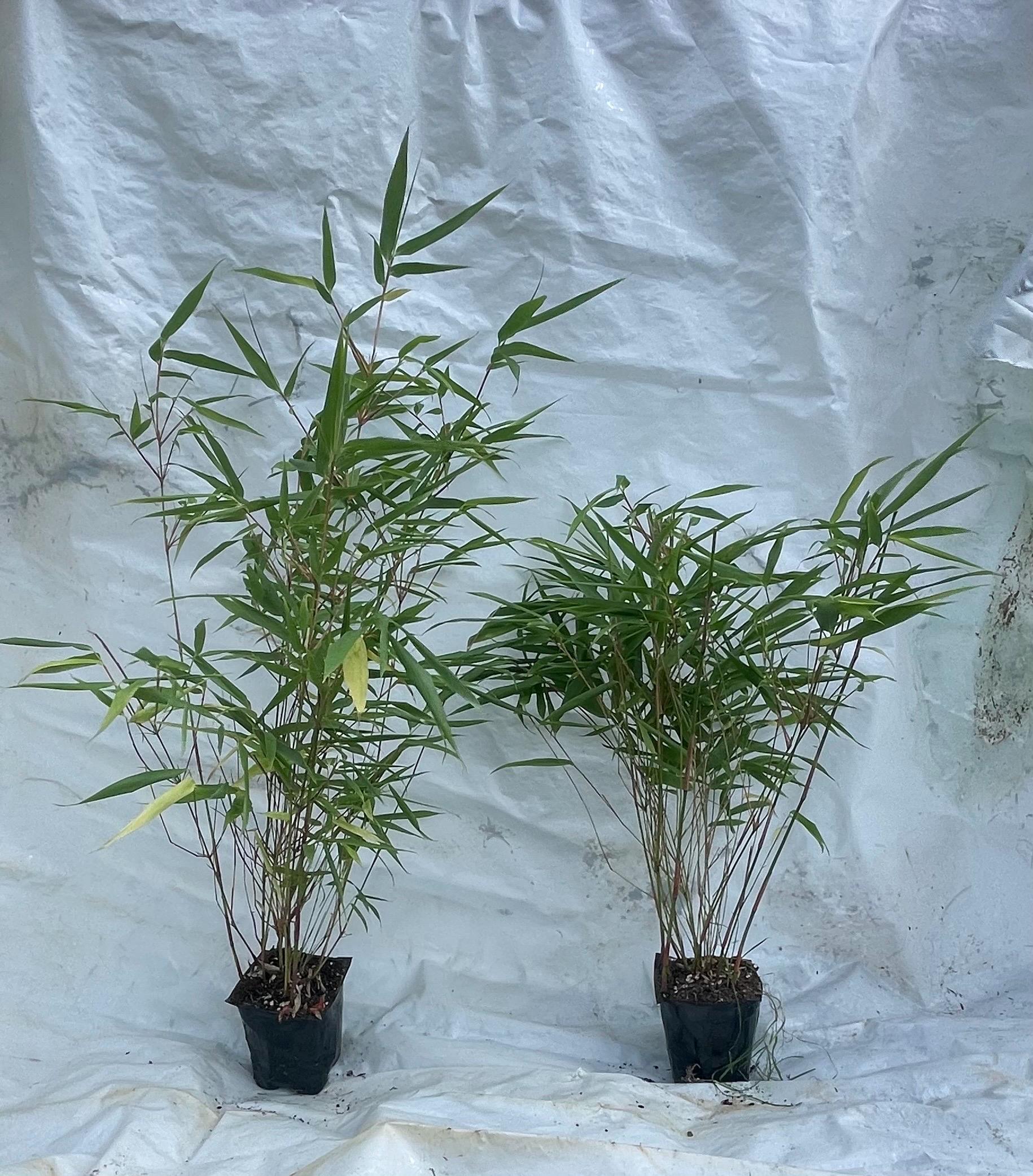 Rufa Bamboo-fargesia Dracocephala-well Rooted Plant-clumping  Non-invasive-cold Hardy Bamboo-18 to 24 Tall - Etsy