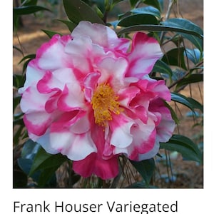 Frank Houser Variegated Camellia Japonica-Live Starter Plant