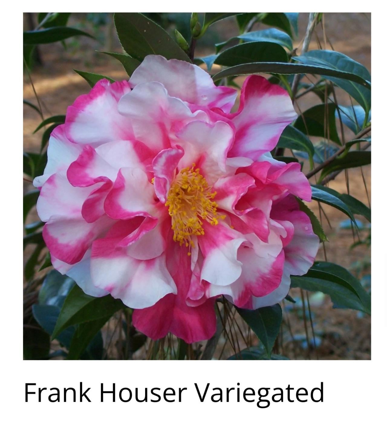 Camelliaページ Camellia Seedmiser 328 Showcase MTG Bloomburrow 2024 Mint