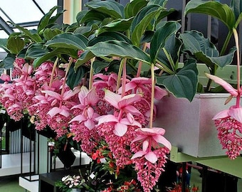 Chandalier Magnifica Plant ~ Medinilla Cummingii~Live Well Rooted Starter Plant~Pendulous Pink Blooms~