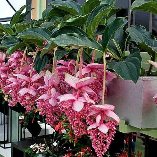 Chandalier Magnifica ~ Medinilla Cummingii ~ Starter plante bien enracinée ~ Fleurs roses pendantes ~