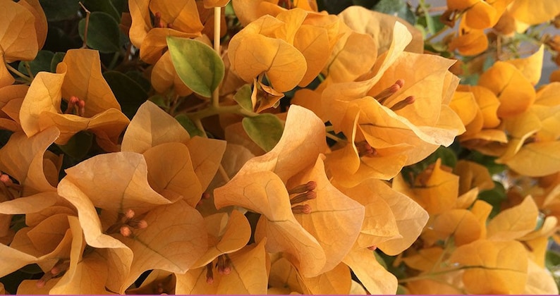 Topaz Gold Bougainvillea Small Well Rooted Starter PlantLive Bougainvillea starter/plug plantusa seller image 1