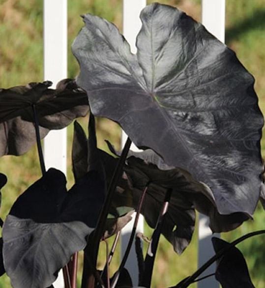 White Lava- Colocasia esculenta- Elephant Ear - SMALL ROOTED STARTER White Lava- Colocasia esculenta- Elephant Ear - SMALL ROOTED STARTER