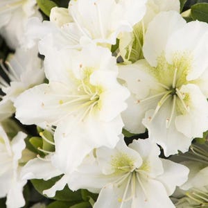 Snow~~Azalea Rhododendron Small Rooted Starter Plant~~