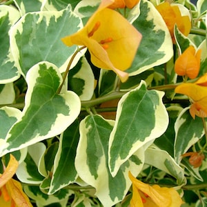 Delta Dawn Bougainvillea Small Well Rooted Starter Plant**Solid Yellow/Gold Blooms on Variegated Leaves