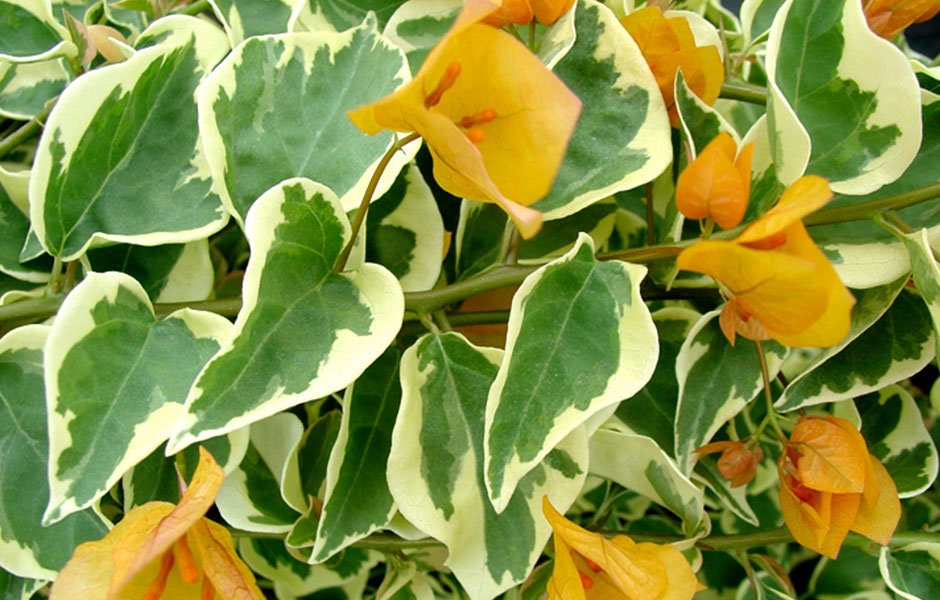 Bougainvillea Yellow Variegated - Etsy