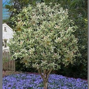 Yinbi Shuanghui Variegarted Fragrant Tea Olive Osmanthus fragrans Starter Plant~Absolutely Delightful Fragrance!