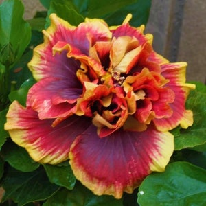 Crown Jellyfish**Small Rooted Tropical Hibiscus Starter Plant**Ships Bare Root***Very Rare!