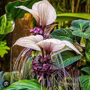 White Bat Flower-Tacca integrifolia-aka Black Lily-SMALL ROOTED STARTER Plant