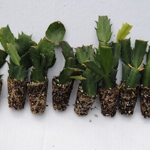 10 Different Named Varieties of Christmas Cactus/Schlumbergera Truncata Well Rooted STARTER Plants~~RANDOMLY SELECTED~~