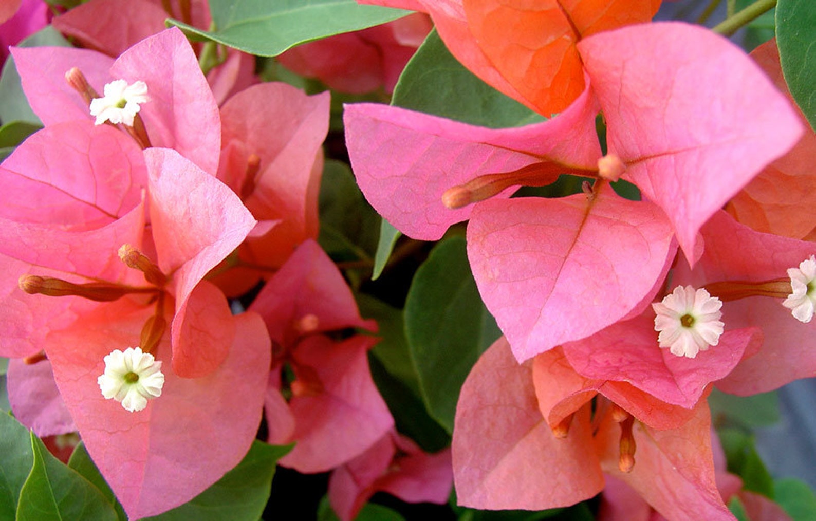 thumbnail image 2 of Live Pixie Pink Bougainvillea Starter Plant – Well Rooted & Shipped Bare Root 2 of 4
