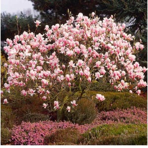 Chinese Saucer~Magnolia Hybrid Tree~Fragrant Blooms! 20-28 Inches Tall~Large 1 Gallon Pot