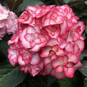 Puede incluir: Primer plano de una flor de hortensia rosa y blanca. La flor tiene muchos p&eacute;talos peque&ntilde;os que est&aacute;n dispuestos en un patr&oacute;n circular. Los p&eacute;talos son de color rosa claro con bordes blancos.