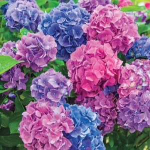 L.A. DREAMIN*Hydrangea Starter Plant*Pink,Purple & Blue Blooms all at the same time!