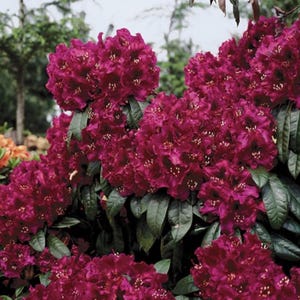 Dark Lord Rhododendron~ Well Rooted STARTER Plant~Very Rare!