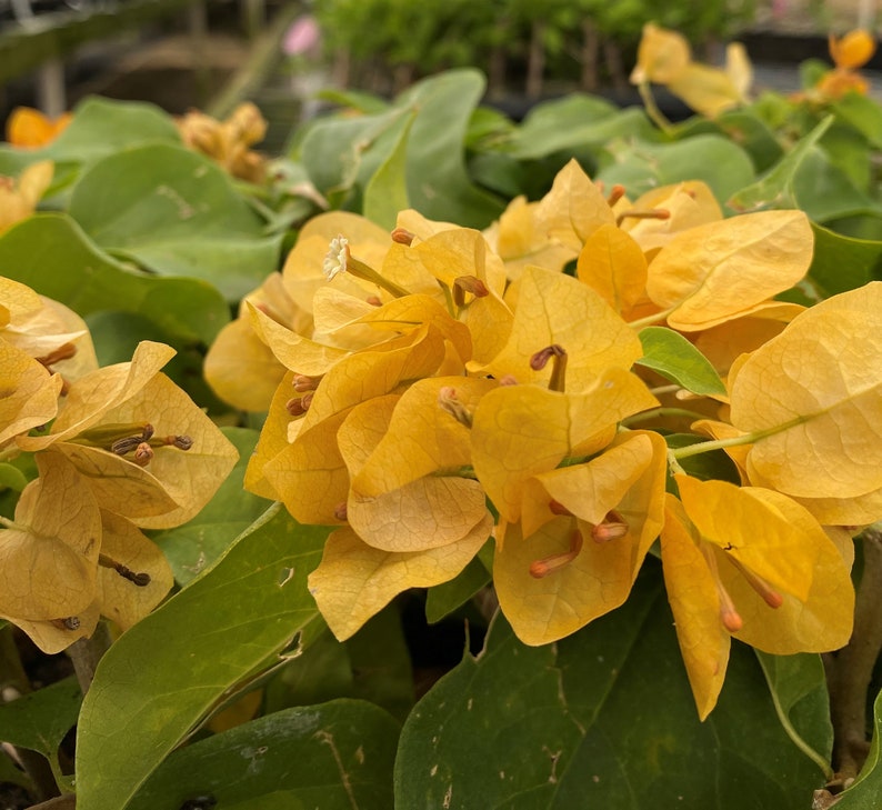 Topaz Gold Bougainvillea Small Well Rooted Starter PlantLive Bougainvillea starter/plug plantusa seller image 3