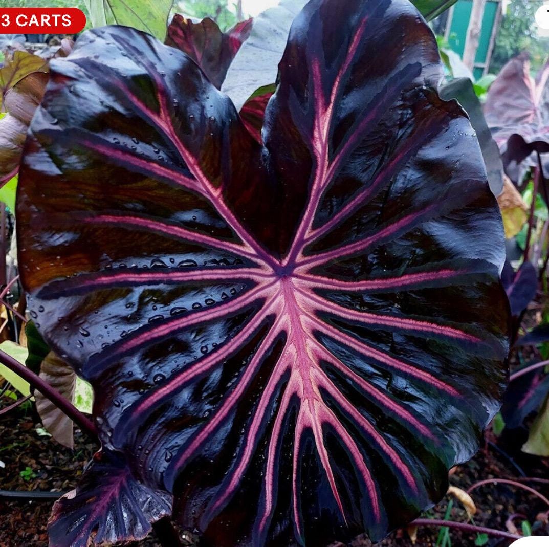 Black Lava - Colocasia esculenta- Elephant Ear - SMALL ROOTED STARTER Plant-Beautiful Black leaves with Hot Pink Veins & Center!