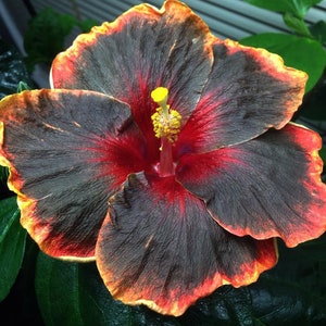 BLACK RAINBOWSMALL Rooted Tropical Hibiscus Starter PlantShips Bare RootVery Rare image 4