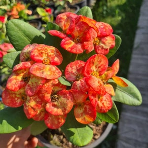 GOLDEN BELL*Crown Of Thorns-Euphorbia Milii*Christ Plant**Very Small Well Rooted Starter Plant*2-6 Inches Tall**Extremely Rare Variety