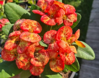 GOLDEN BELL*Crown Of Thorns-Euphorbia Milii*Christ Plant**Very Small Well Rooted Starter Plant*2-6 Inches Tall**Extremely Rare Variety