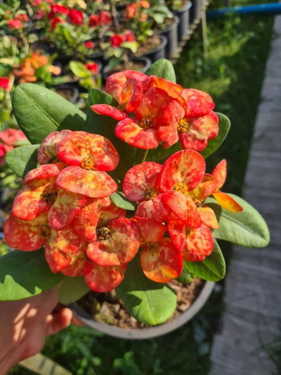 GOLDEN Bell*crown of Thorns-euphorbia Milii*christ Plant**very Small Well  Rooted Starter Plant*2-6 Inches Tall**extremely Rare Variety - Etsy
