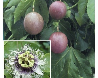 POSSUM PURPLE Passion Vine Fruit~Live Small Rooted Starter Plant ~Passiflora edulis~ Self Fertile