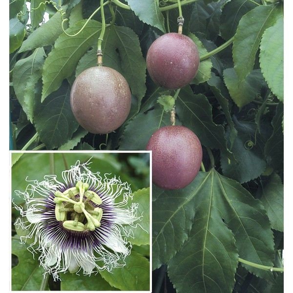 POSSUM PURPLE Passion Vine Fruit~Live Small Rooted Starter Plant ~Passiflora edulis~ Self Fertile