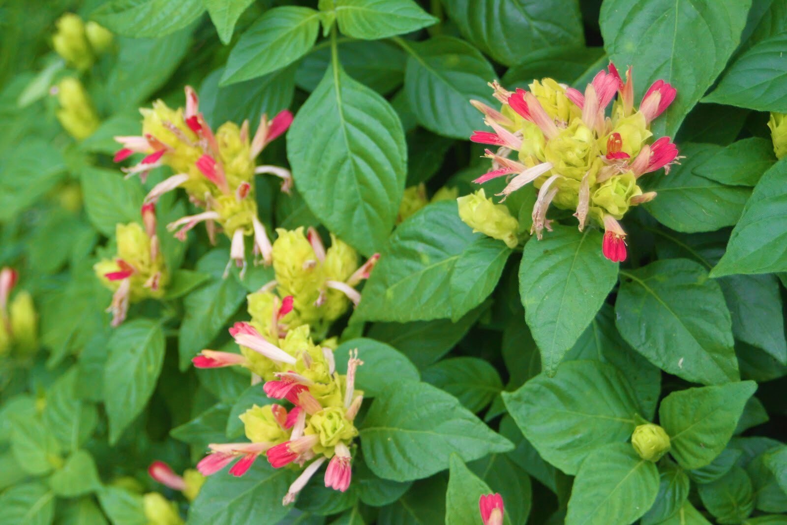 FRUIT COCKTAIL Shrimp~justicia Brandegeana~~well Rooted Small Starter Plant~beautiful  Unique Blooms - Etsy